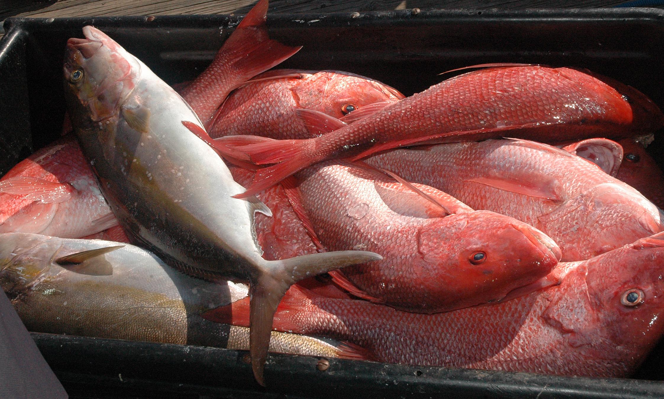 snapper-check-totals-show-fear-unfounded-outdoor-alabama